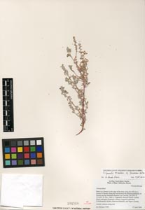 Herbarium Sheet of 